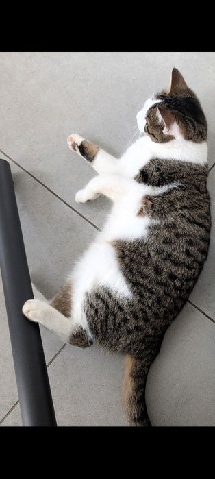 Półroczny kot kotek tylko w dobre ręce