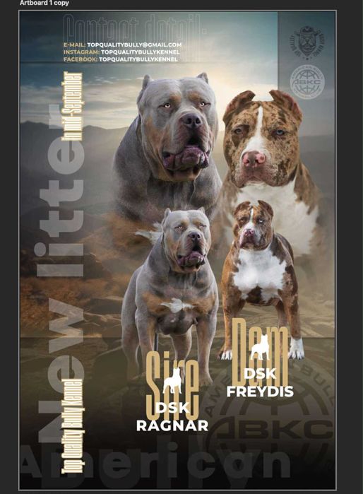 Szczeniak American Bully XL