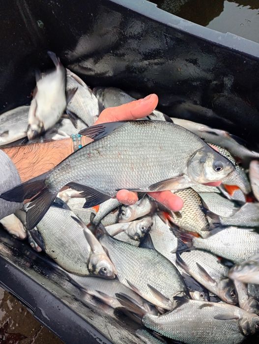 Leszcz kroczek . Sandacz , szczupak , miętus.