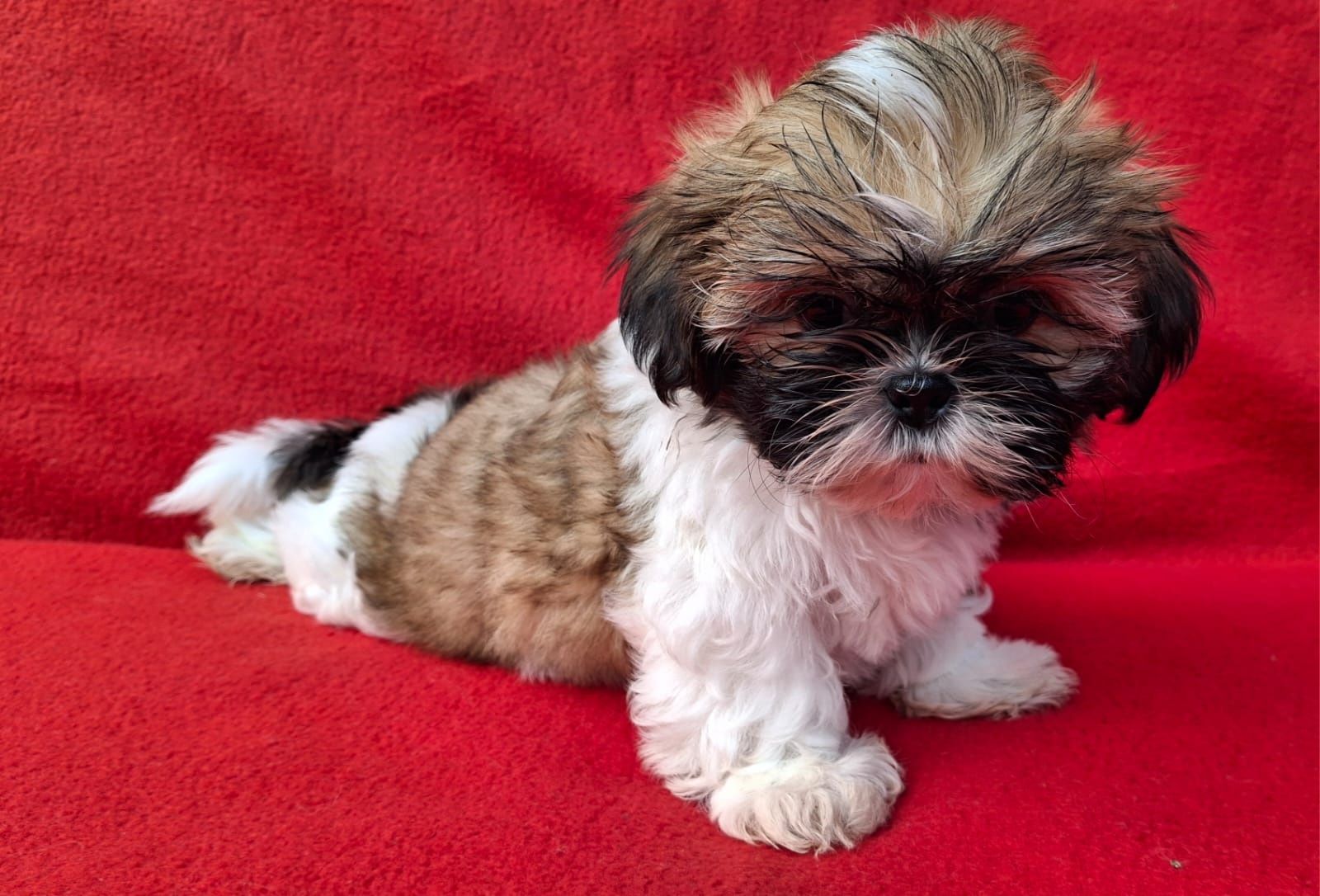Piesek Shih-Tzu Gotowy do odbioru