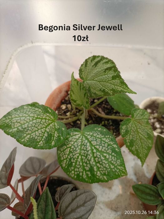 Begonia, Syngonium, Peperomia