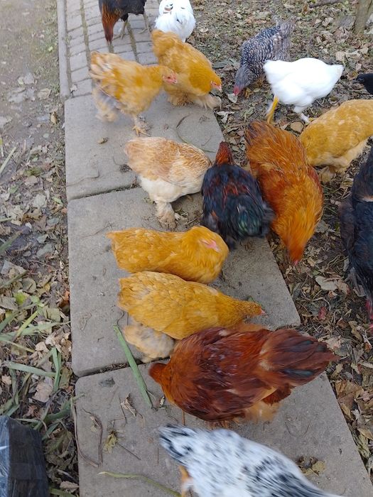 Купи породи Кохінхін