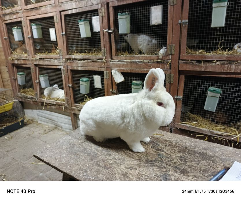 Nowozlendzki Biały rodowód ocena