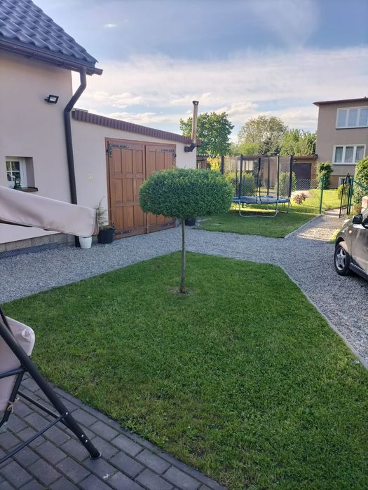 Przycinanie tui,krzewów i żywopłotów. Koszenie trawy .