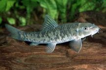 Brzanka ssąca (Garra Rufa) WYSYŁKA AKWAWIN