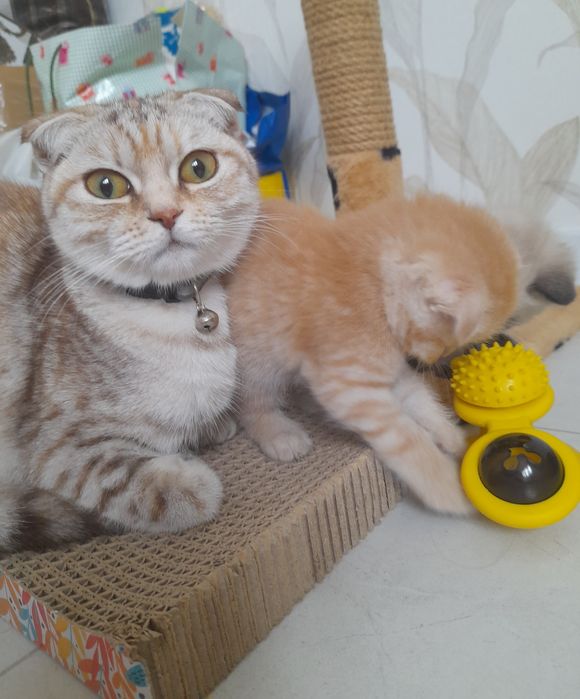 Котята шотландской вислоухой