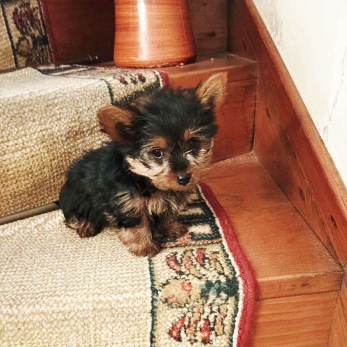 Yorkshire Terrier macho