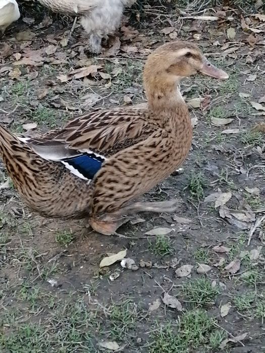 Kaczki staropolskie mixy