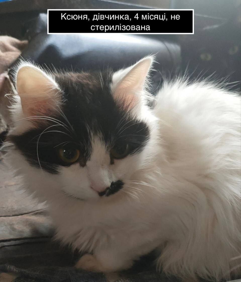 Подарую котика безкоштовно