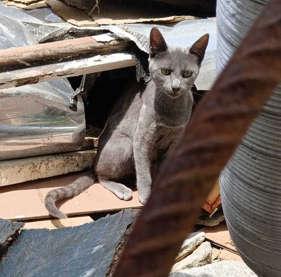 Gatinha de 6/7 meses para adopção