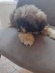 Maluszki shih tzu