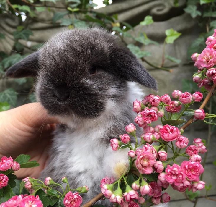 Mini lop do odbioru od ręki dowóz do większych miast Mini lopy