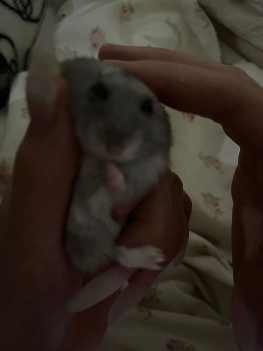 Хомяк  джунгарик очень добрый стоит 50 грн