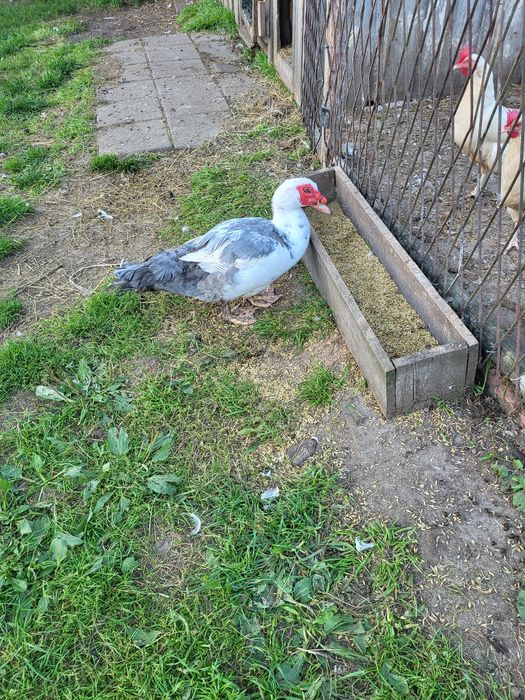 Gęsi,  Kaczki francuskie i bieguski żywe i tuszki