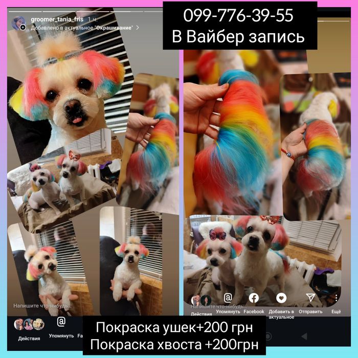 Груминг стрижка йоркширских терьеров 650грн