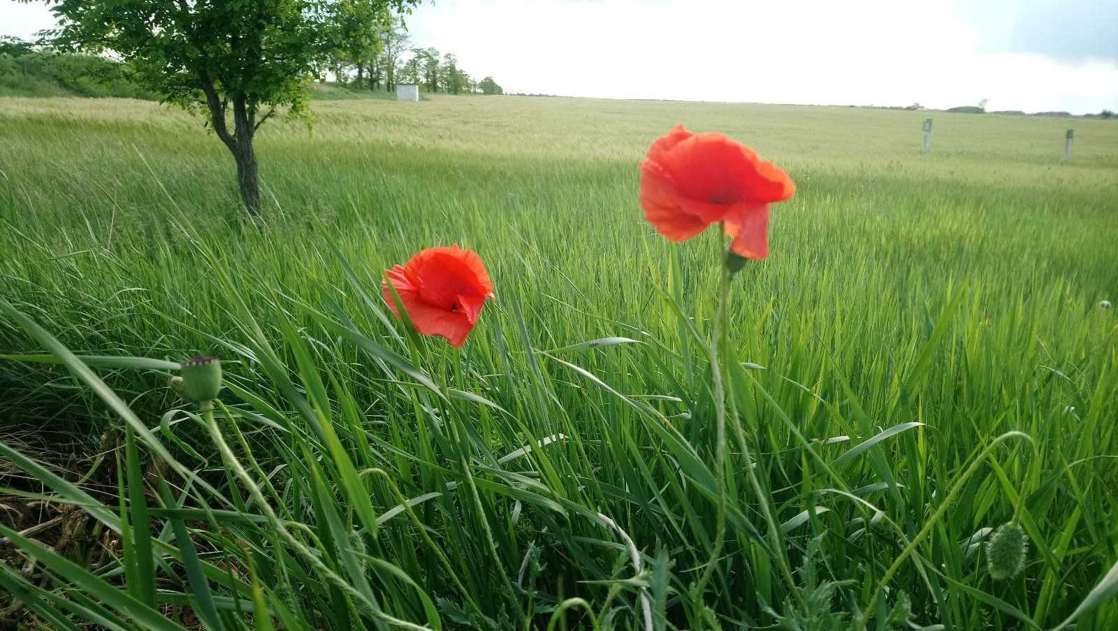 Земельна ділянка