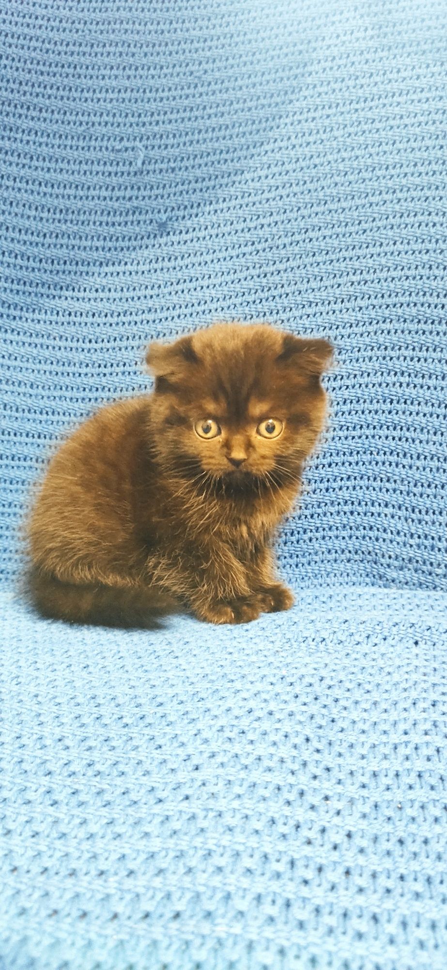 Продам котят scottish фолд  і scottish страйт