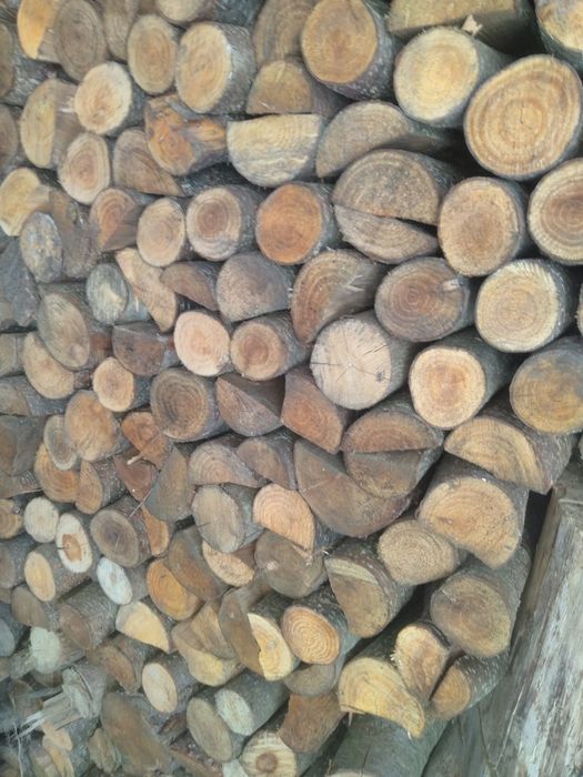 Drzewo drewno sezonowane olcha.