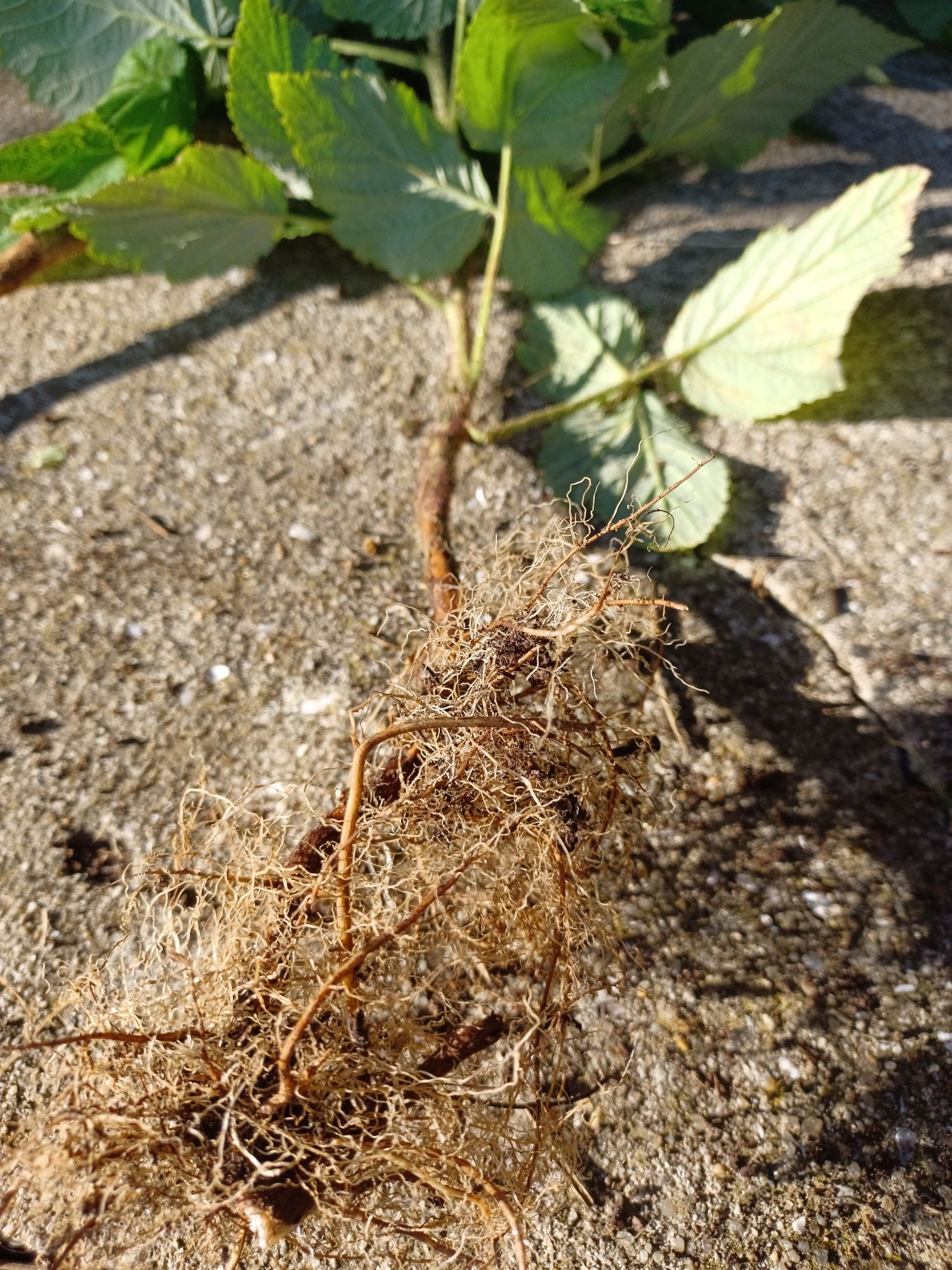 Framboesas em planta