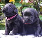 Labrador retriever suczka ZKwP/ FCI