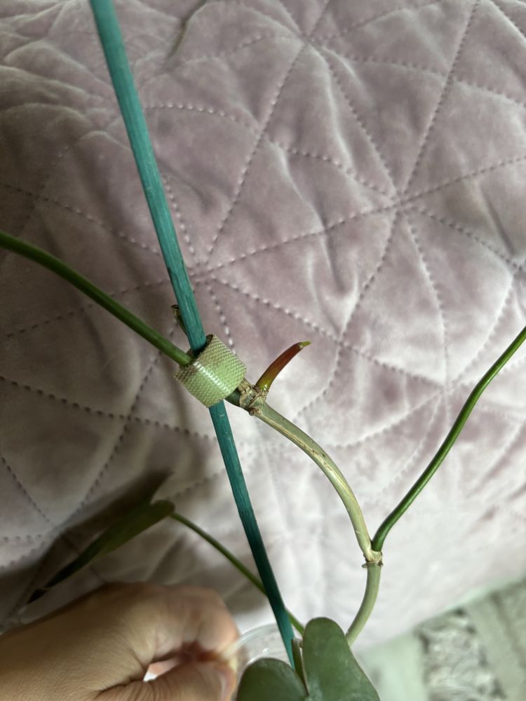 Philodendron atabapoense filodendron