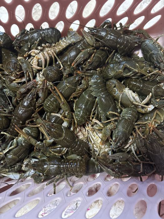 Живий рак в наявності завжди