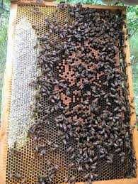 Бджолопакети на 4 рамки