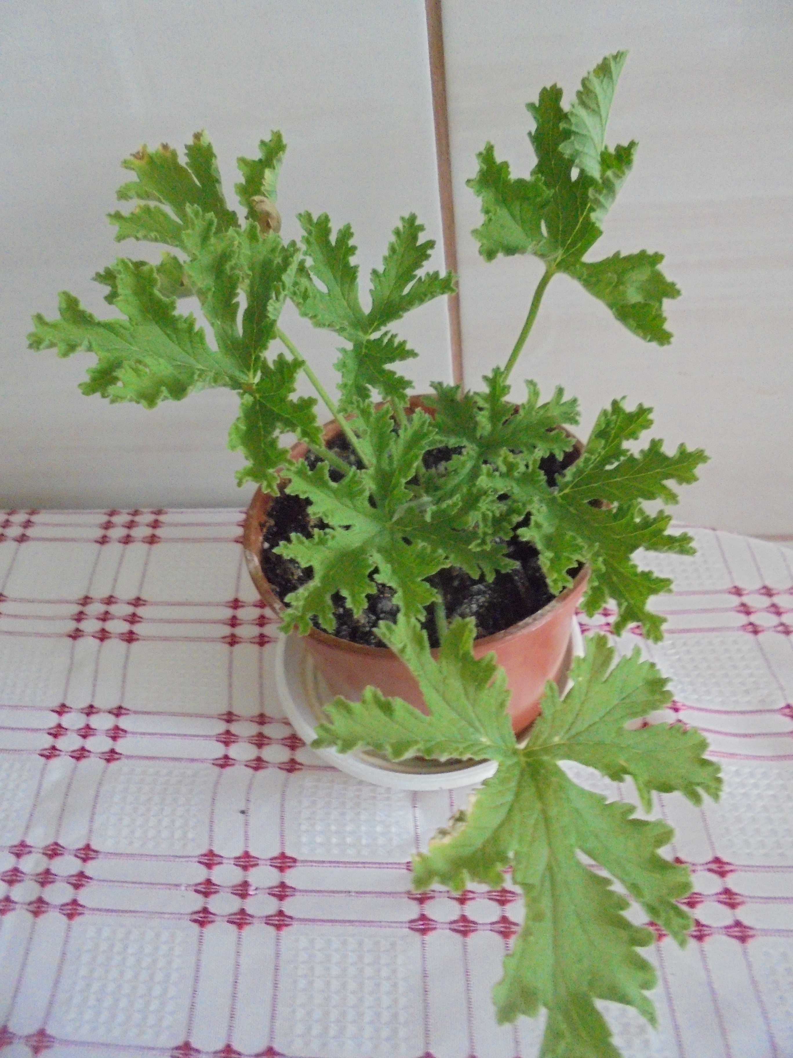 Anginka Geranium