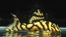 L333 Hypancistrus sp. – GOLD Line возраст 2 года. самки и самцы. 18 шт