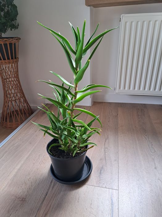 Aloes cena za 1 doniczkę