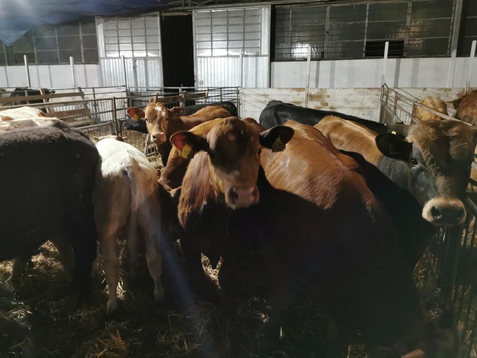 Odsady mięsne limuse Byczki jalowki tanio