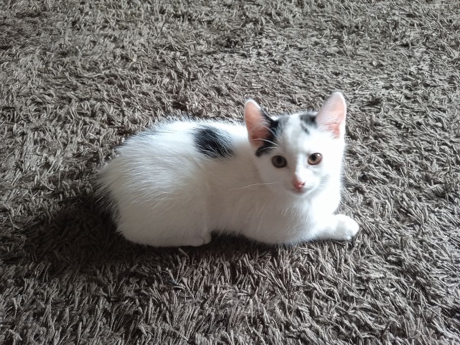 Котята в хорошие руки