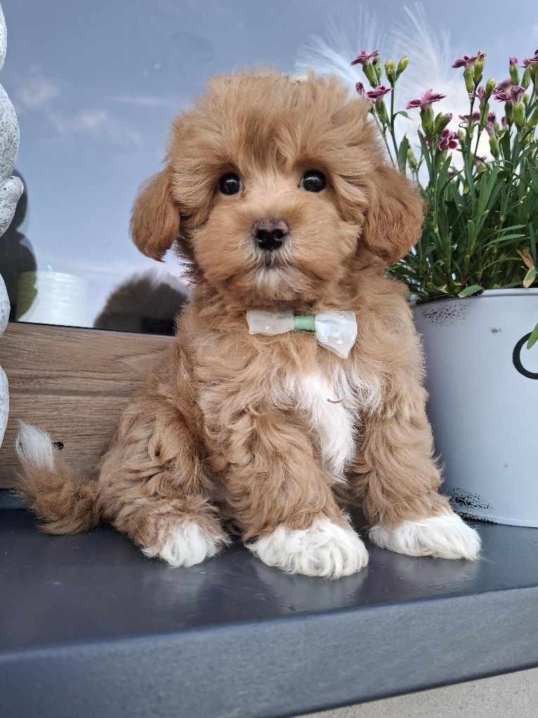 Piesek suczka maltipoo F1