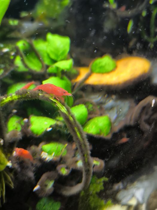 Krewetka Bloody Mary