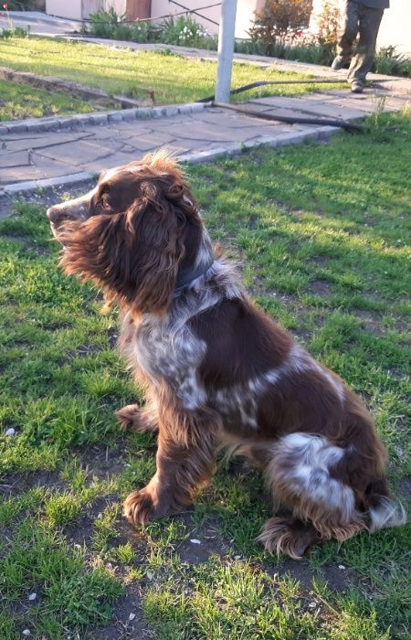 Русский охотничий спаниель для вязки