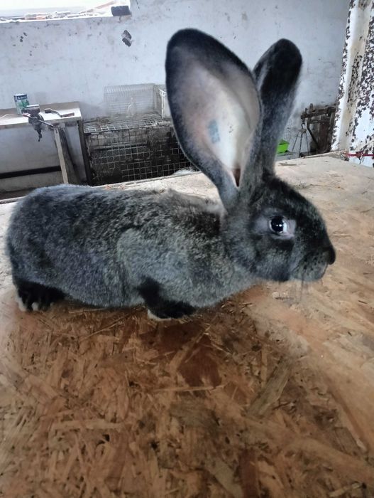 Sprzedam samicę Belga