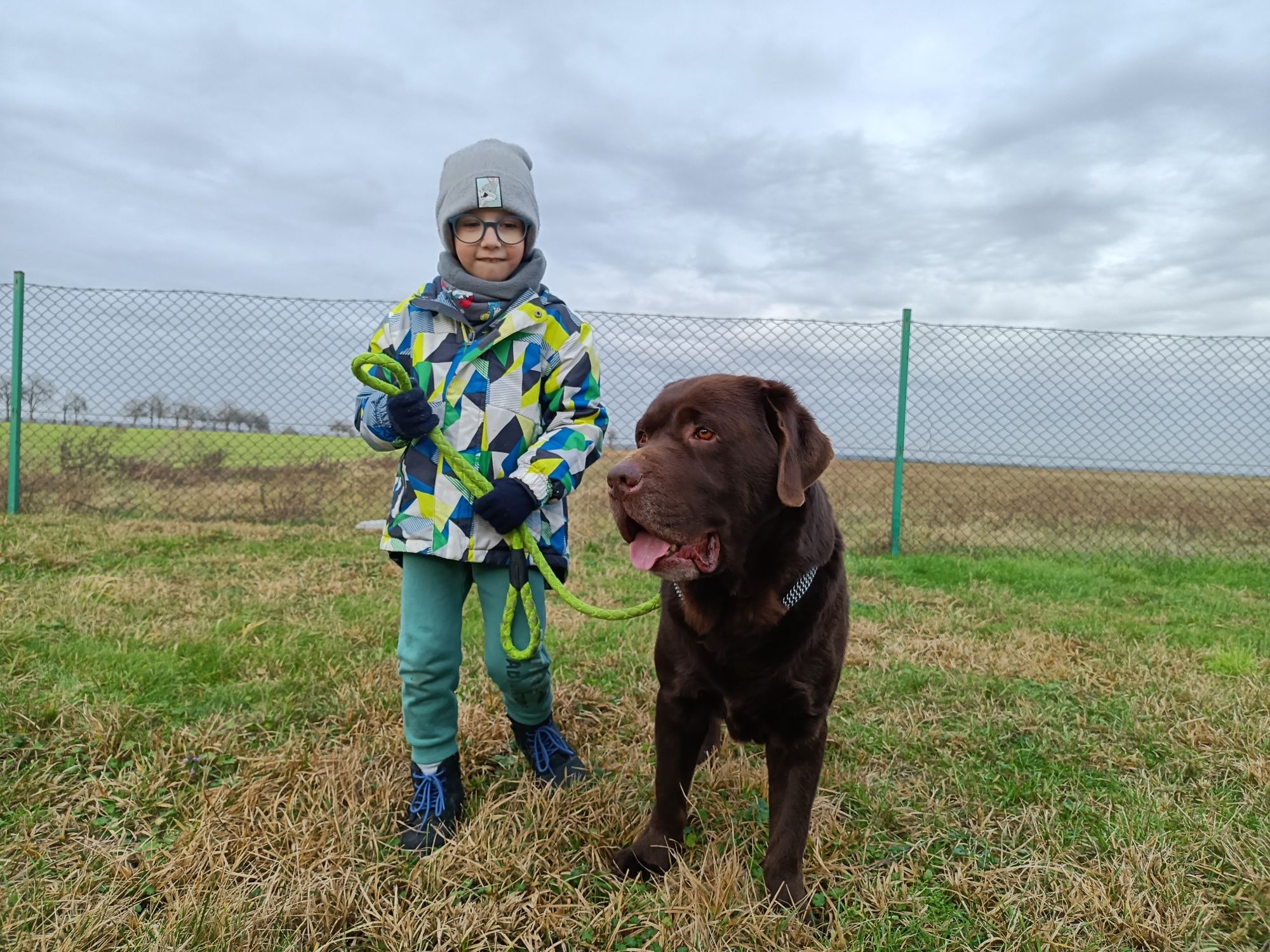 Reproduktor czekoladowy Labrador Retriever, krycie