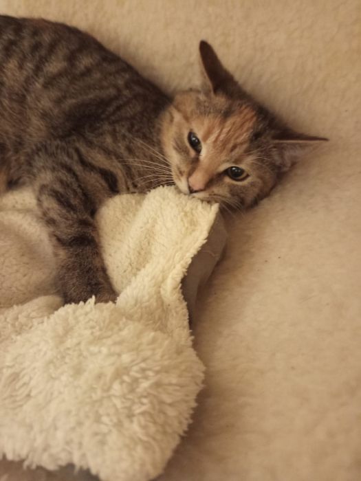 3-4 miesięczna kotka szuka domu niewychodzącego