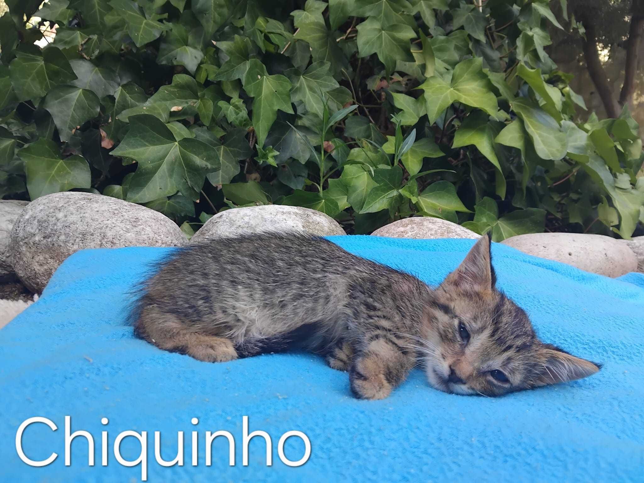 Gatinhos bebés para adoção consciente