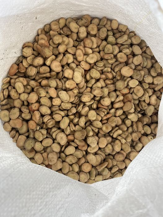 Bób Dragon, nasiona bobu Dragon (typ Bizon)