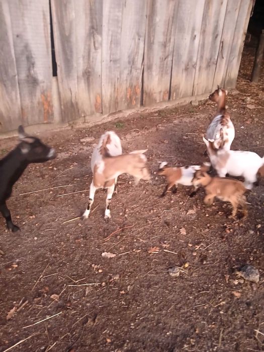 Cabras anãs machos e fêmeas