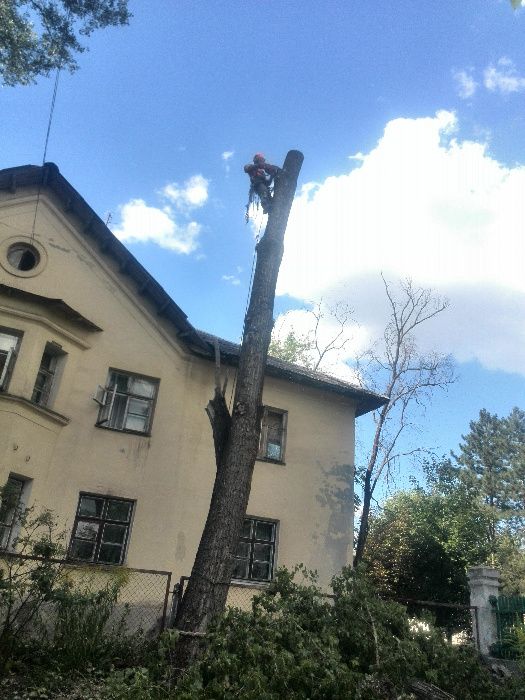 Корчевание пней. Спил деревьев, Измельчение веток.