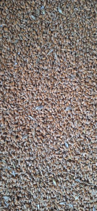 Pszenica ozima na paszę