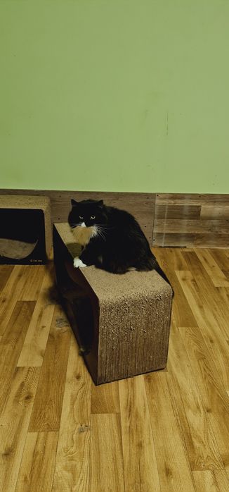 Пухнаста чорно біла киця шукає дім