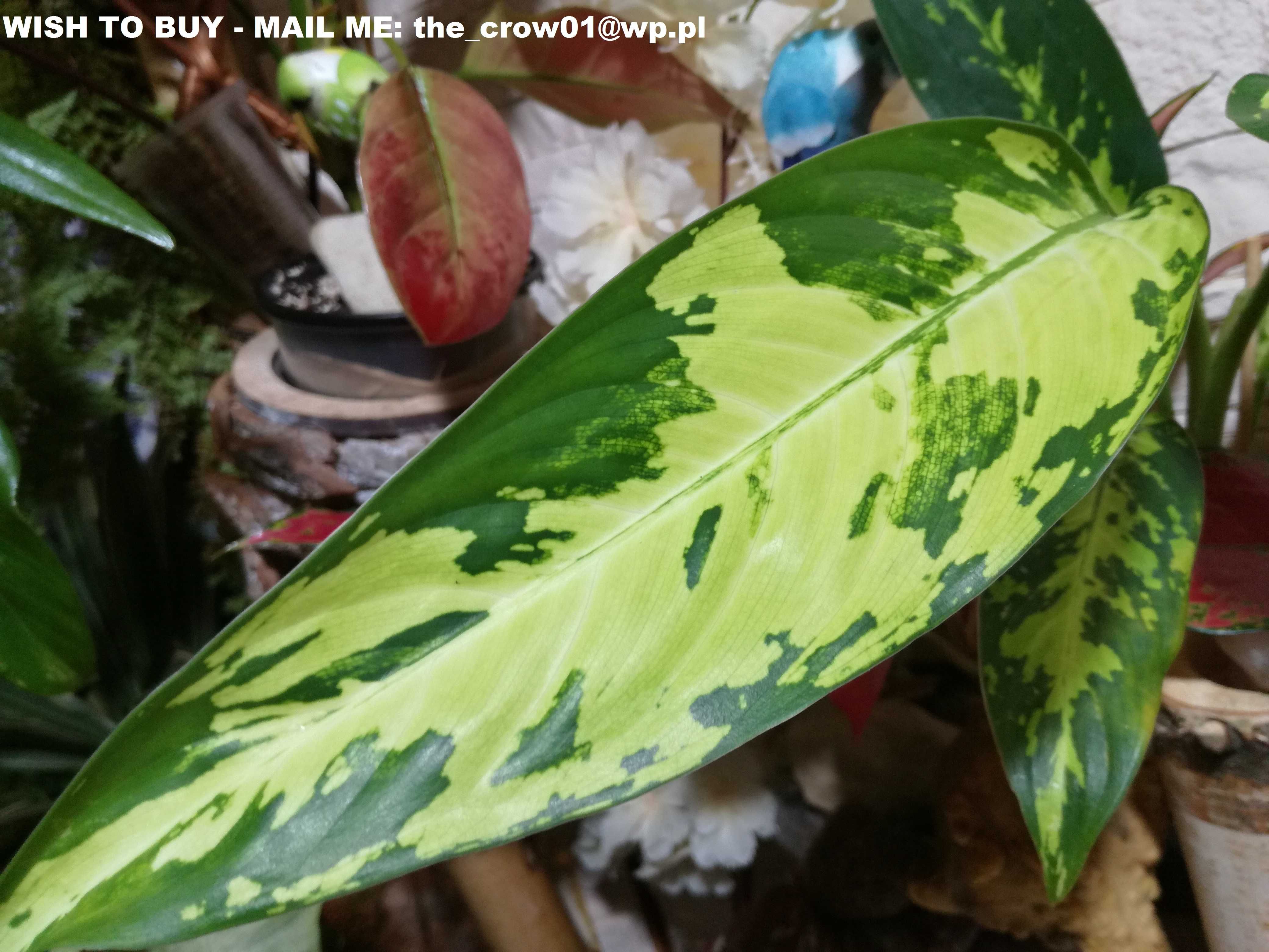 INTERNATIONAL Dieffenbachia Puerto Rico Variegata philodendron monster