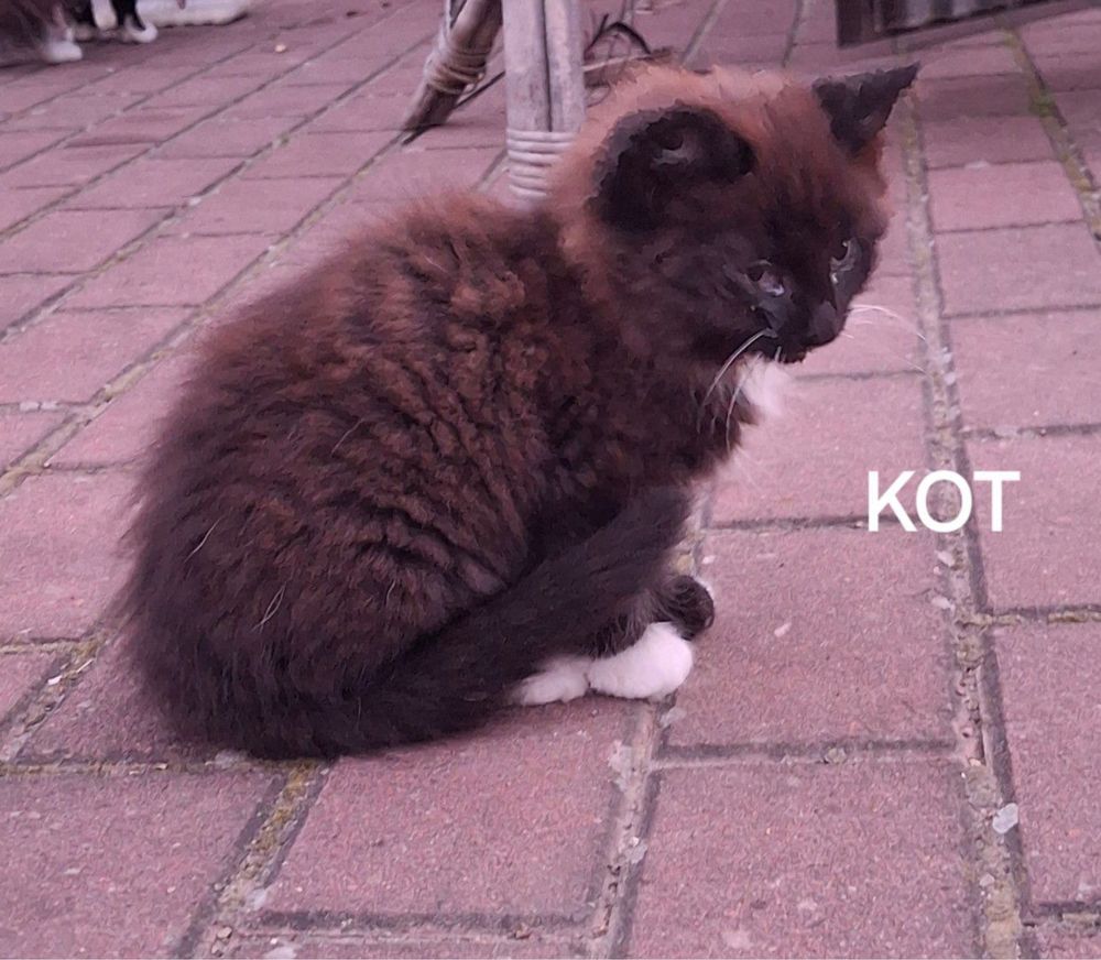 Oddam koty kotki w dobre ręce 2 koty 2 kocice