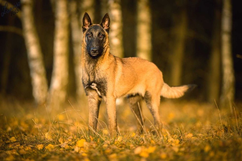 Owczarek Belgijski Malinois FCI Pies