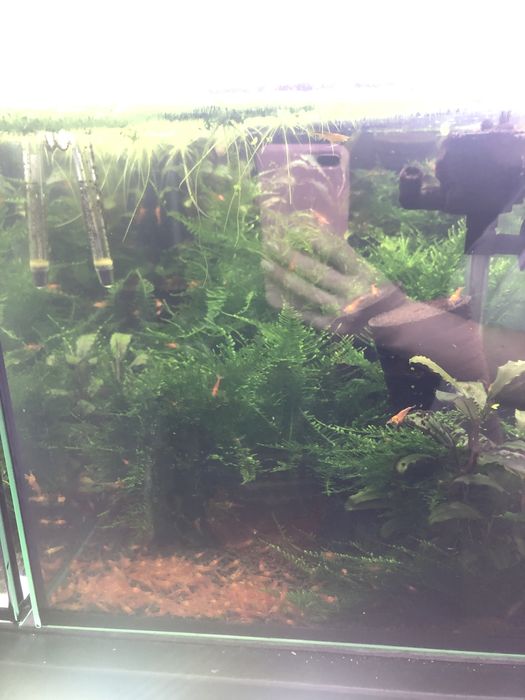 Akwarium 50l z krewetkami Caridina Bloodshot