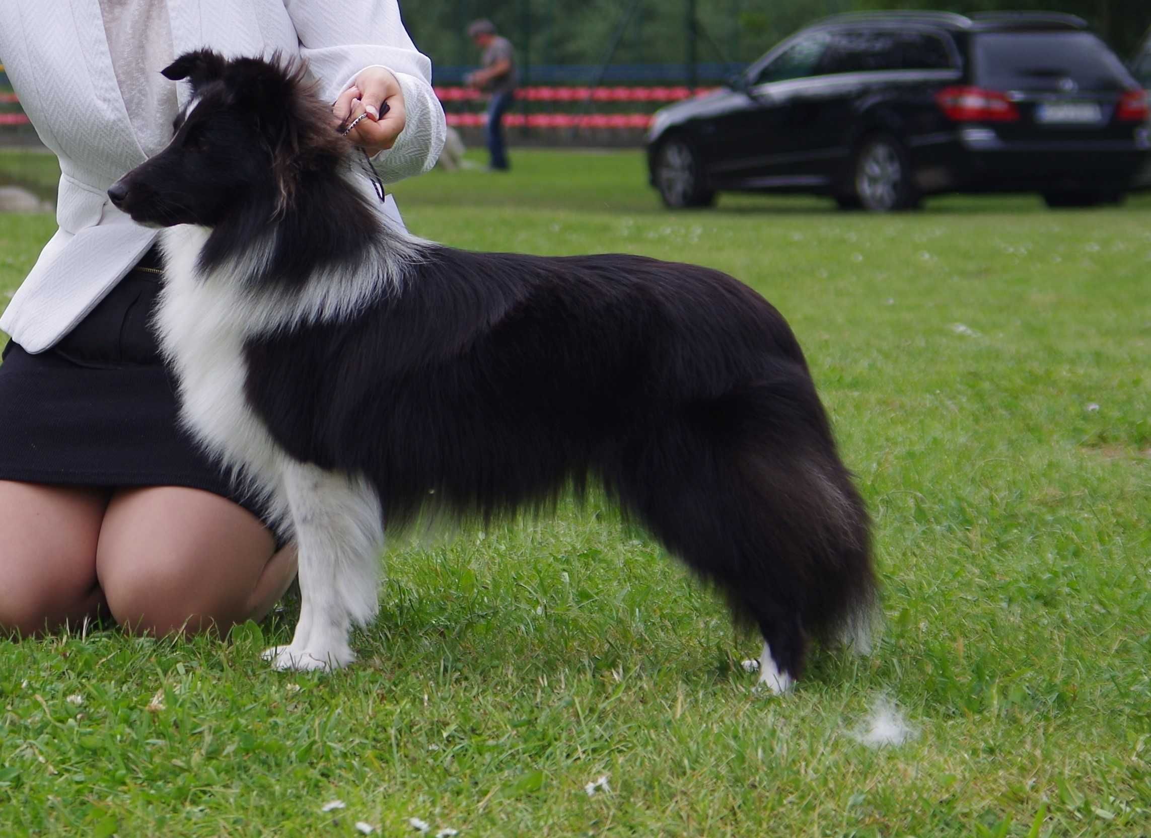 Owczarek szetlandzki, sheltie, shetland sheepdog