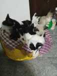 Tenho gatinhos bebé para adotar